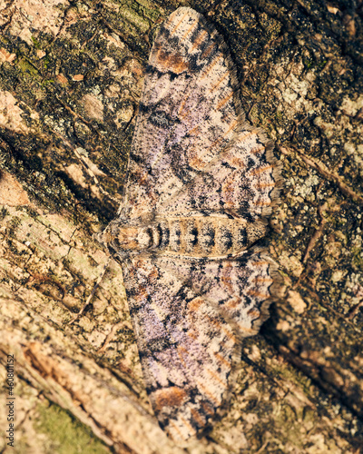 A brown moth perched on a tree, unnoticeable by its camouflage