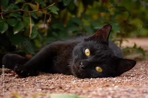 Fototapeta Naklejka Na Ścianę i Meble -  Black cat green grass. Portrait of a beautiful sad cat with orange eyes lying on the ground in the garden. A stray kitten looks right into the camera in close-up. Amazing portrait, street fluffy cat