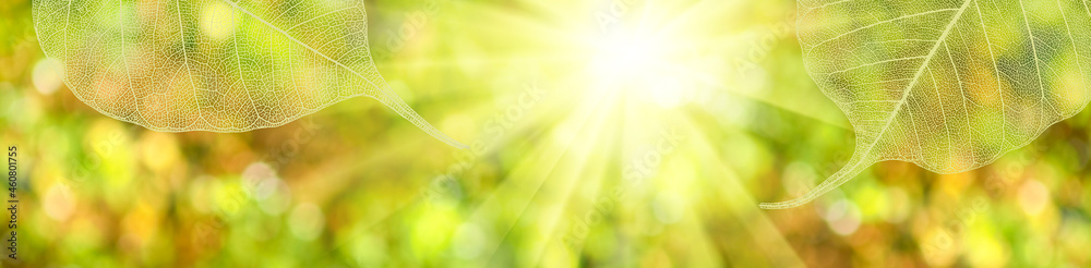 image of transparent leaves on a natural green blurred background..Leaves against the background of the sun's rays