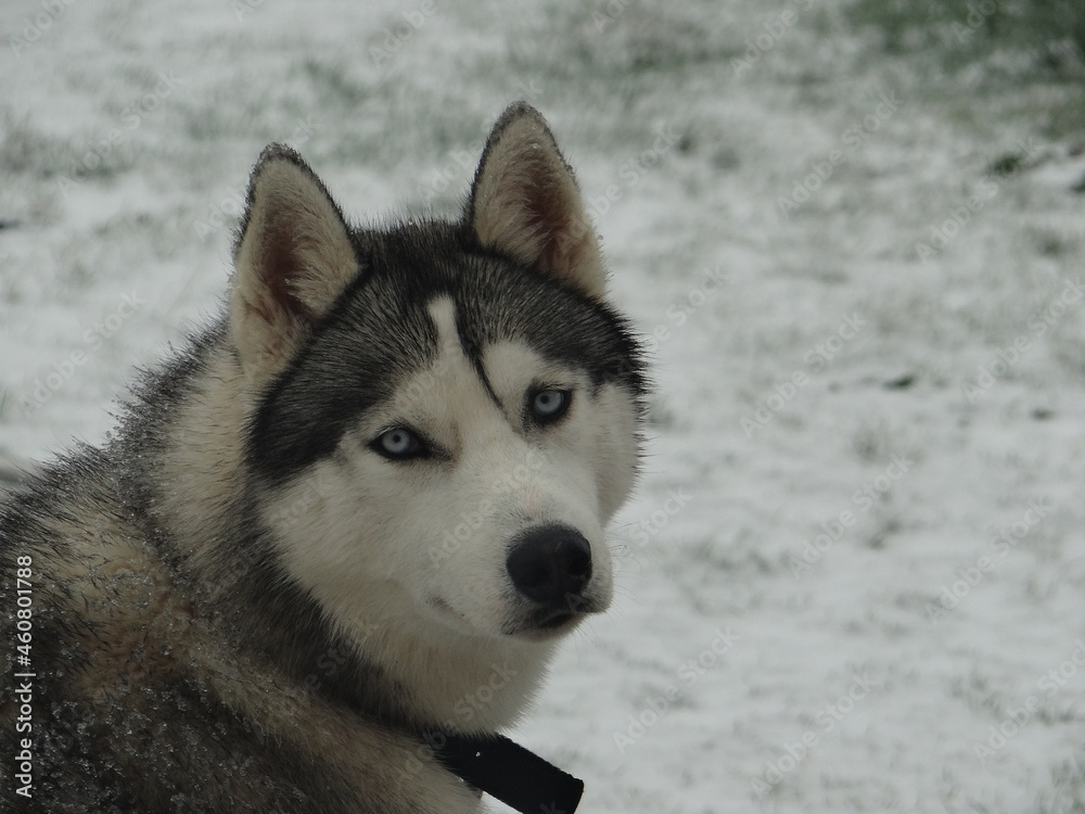 Portrait chien Husky Sibérien aux yeux bleus Portrait chien Husky Sibérien aux yeux bleus
