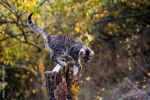 Beautiful gray kitten sitting on a tree stump in the forest