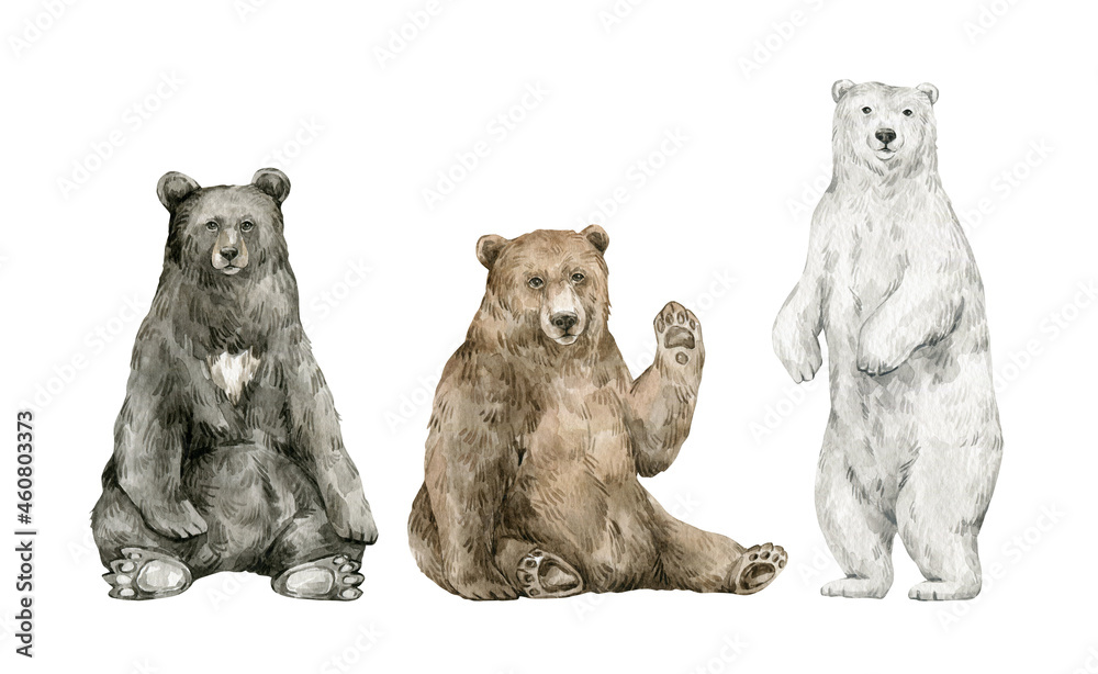 Set Of Grizzly Or Brown Bear Stock Illustration - Download Image