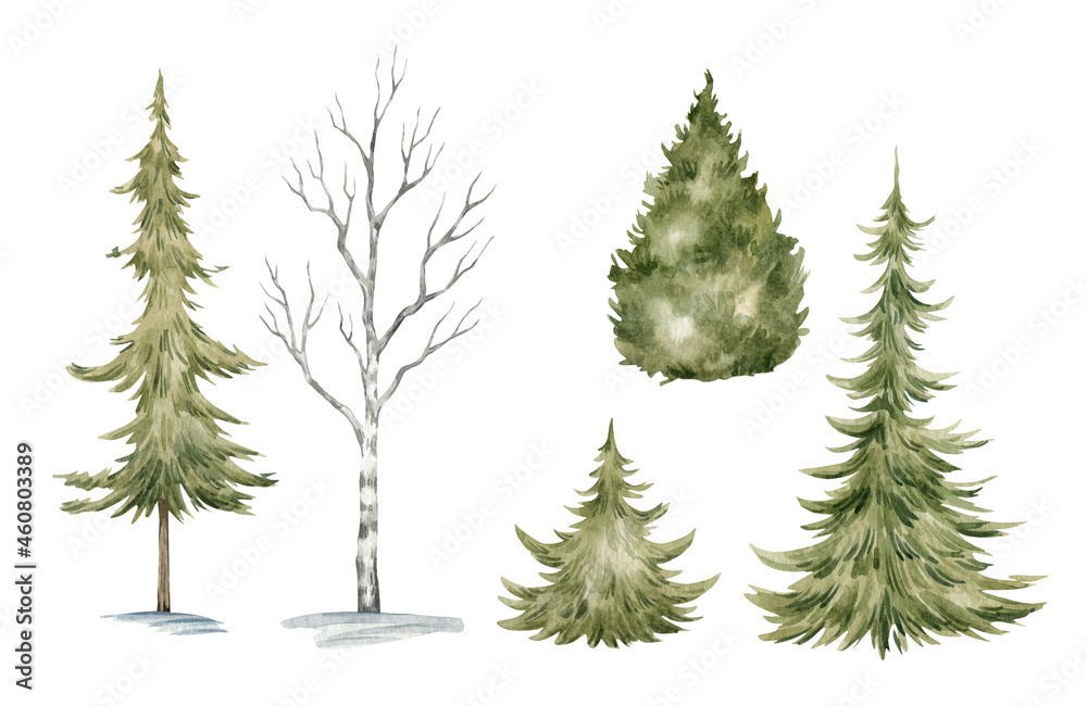 Watercolor set with wild winter evergreen trees. Pine, spruce, birch, fir tree.
