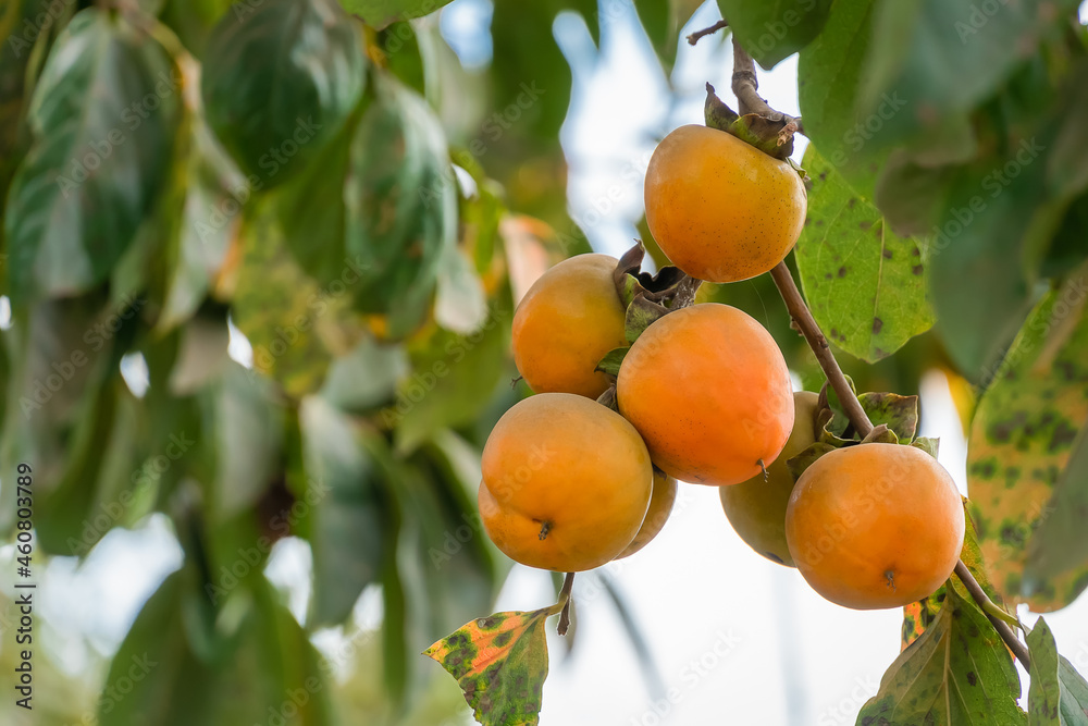 Close-up of a ripening persimmon on a tree among the leaves, copy space