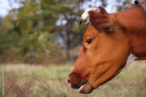 Head of a red cow close-up side view against a background of greenery © WoodHunt