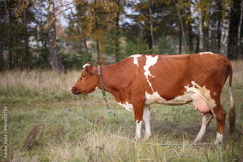 Red and white cow grazing on a background of greenery © WoodHunt