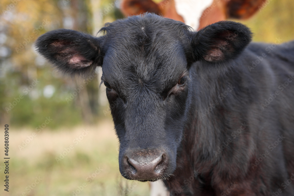 Portrait of a black calf against a background of greenery Portrait of a black calf against a background of greenery