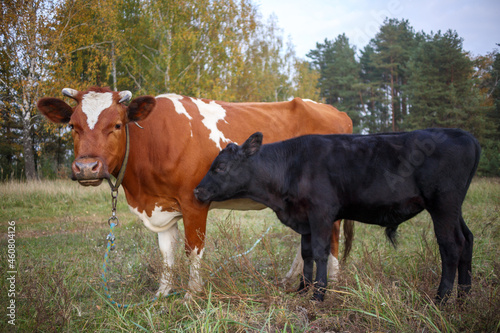 Red cow and black calf graze in a field against a background of greenery