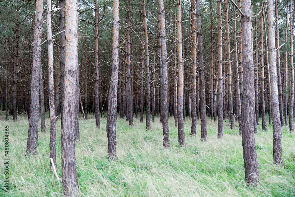 Obraz premium Tote Bäume, Baumsterben, Fichten, Klimawandel, Waldsterben, Borkenkäferbefall, Niedersachsen Deutschland