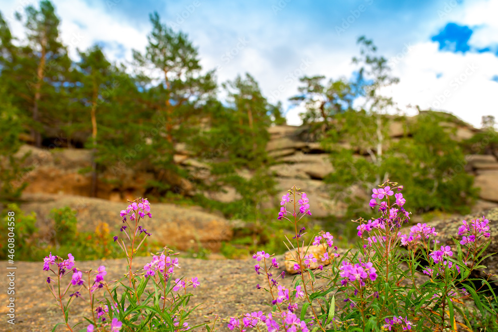 Obraz premium Beautiful nature spring flowers on the background of rocky mountains. Unusual landscape of nature. Trees and flowers among the rocks against the sky with clouds.
