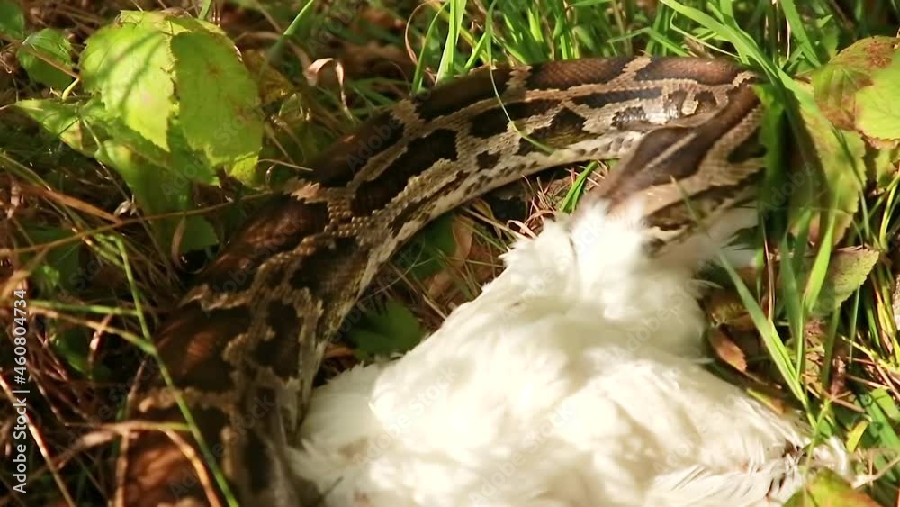 Close-up of a large spotted python snake in the grass, a boa constrictor wants to eat a chicken. The biggest snake in the wild. Close-up of a large spotted python snake in the grass, a boa constrictor wants to eat a chicken. The biggest snake in the wild.