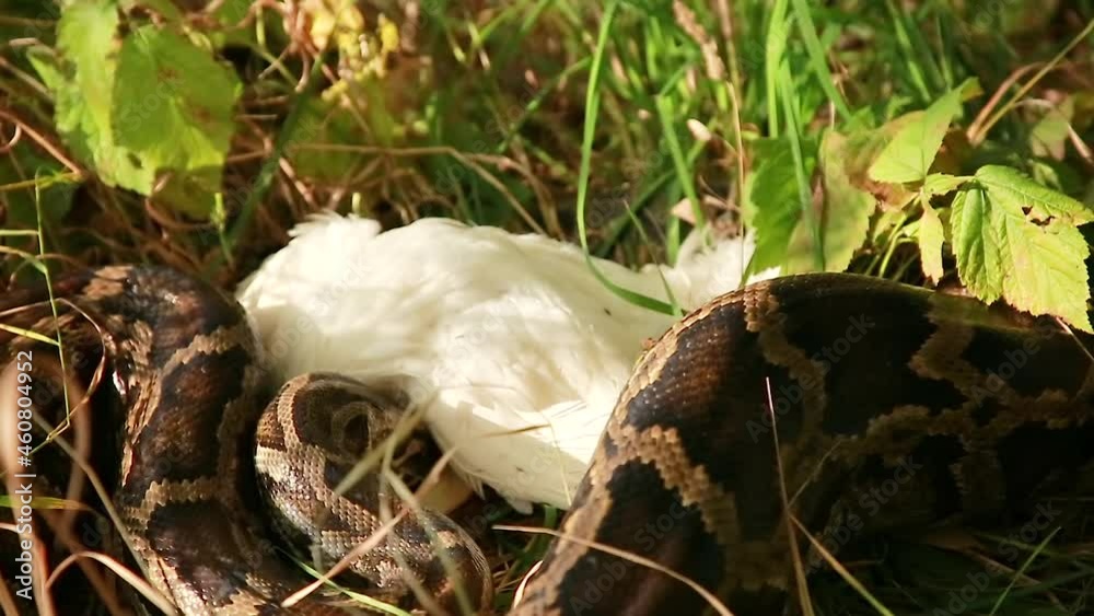 Close-up of a large spotted python snake in the grass, a boa ...