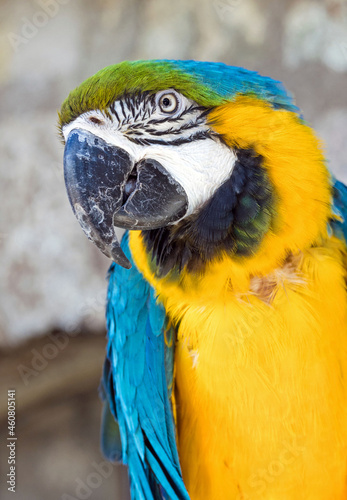 portrait of a beautiful blue yellow macaw parrot  © kgo3121