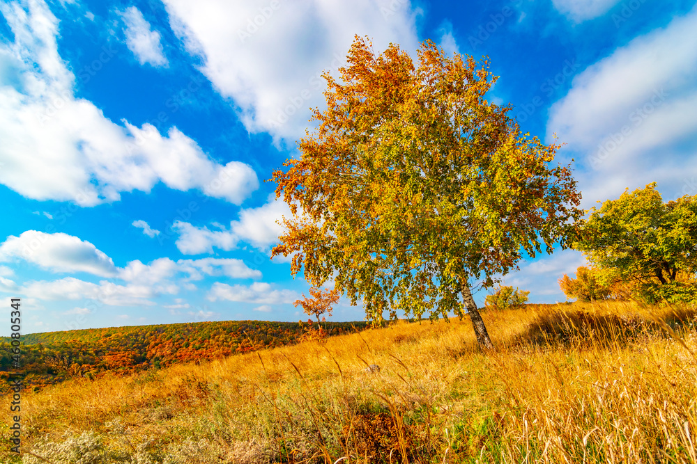 Fototapeta premium idyllic autumn landscape in fall colors. gorgeous birch tree on top of hill on the wind against blue sky. Fluffy clouds on background