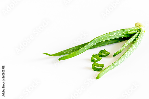 Aloe vera green leaf plant isolated on white