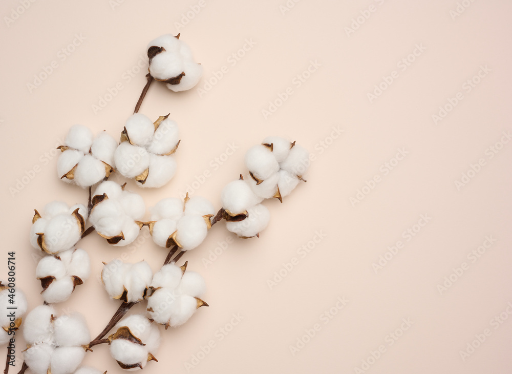 white cotton flower on pastel beige paper background, overhead. Minimalism flat lay composition, copy space white cotton flower on pastel beige paper background, overhead. Minimalism flat lay composition, copy space