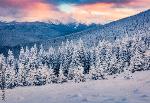 Amazing sunrise in Carpathian mountains. Fresh snow covered slopes and fir trees in mountain forest, Ukraine, Europe. Beautiful winter scenery.