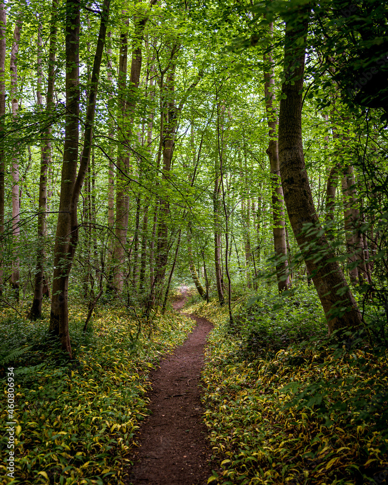 Obraz premium footpath in the woods
