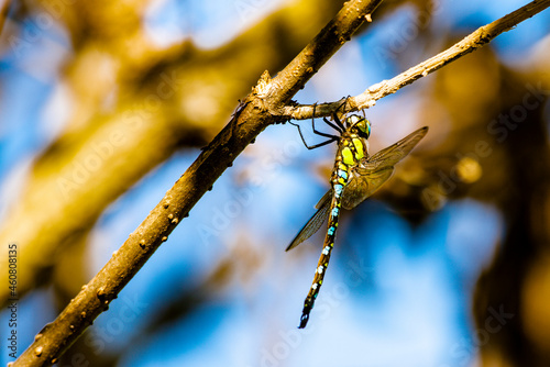 Libelle - dragon-fly © Harald Tedesco