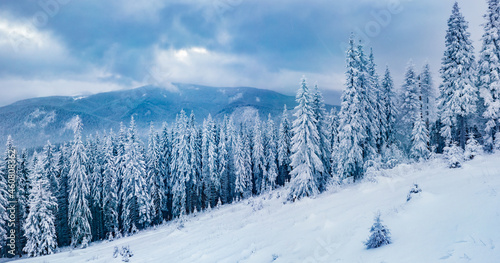 Amazing winter view of mountain forest. Majestic morning scene of Carpathian mountains, Ukraine. Beauty of nature concept background. © Andrew Mayovskyy