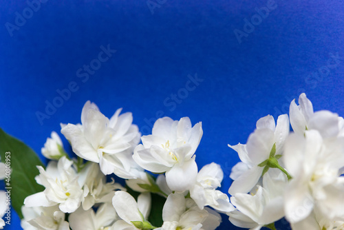 Beautiful white jasmine flowers on a blue background. Flat lay with copy space for the wedding, birthday, party or other celebration. 