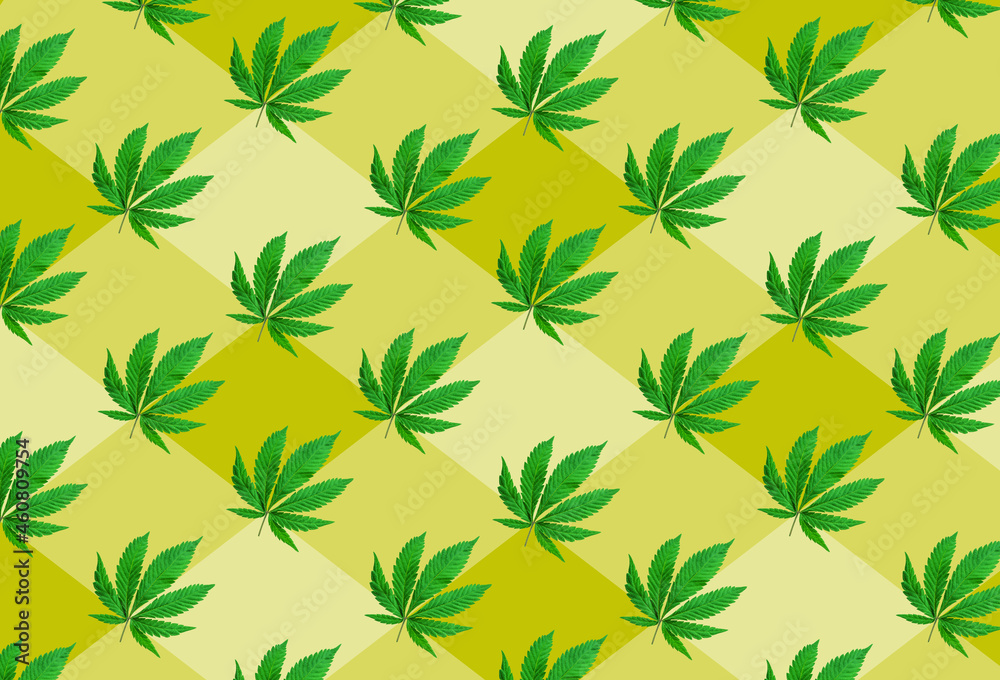 Pattern of young cannabis leaves arranged on the yellow background. Top view.