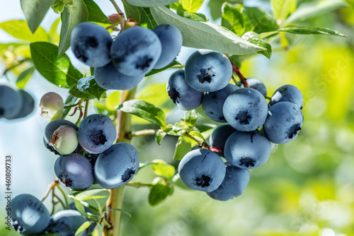Ripe blueberries (bilberry) on a blueberry bush on a nature background.