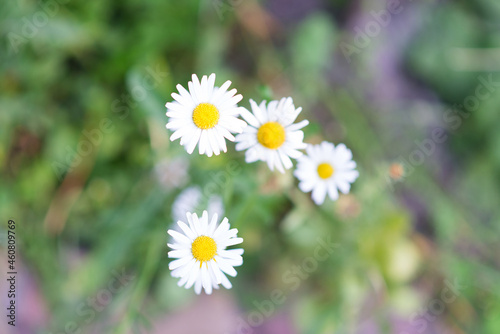 Summer meadow with blooming daisy flowers. Small-petalled garden flowers on a lawn on a warm summer day. 