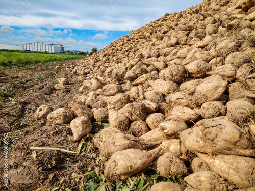 Zuckerrüben liegen auf dem Feld nach der Ernte