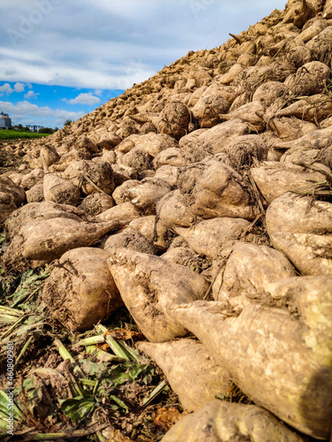 Zuckerrüben liegen auf dem Feld nach der Ernte