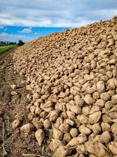 Zuckerrüben liegen auf dem Feld nach der Ernte