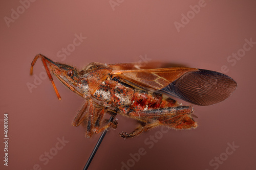 punaise americaine (INSECTA  Heteroptera  Coreidae  Leptoglossus occidentalis) en focus stacking photo