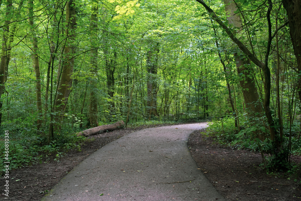 path in the green forest