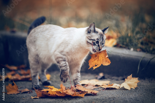 Portrait of a Thai cat in nature. The cat holds a maple leaf in his mouth. Cat and autumn.
