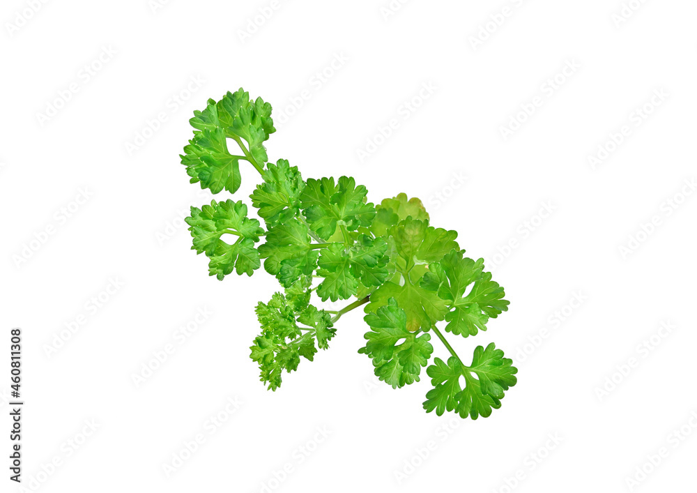 Fototapeta premium Parsley on white background. Top view