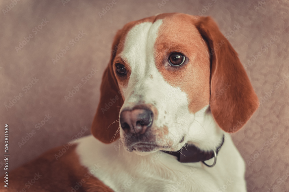 portrait of an estonian hound dog