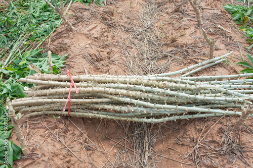 cassava stalks prepared for planting on the farm photo