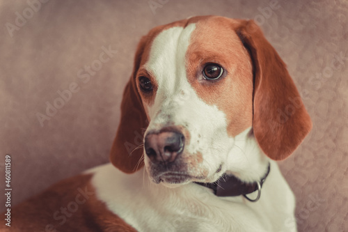 portrait of an estonian hound dog © Anastasia