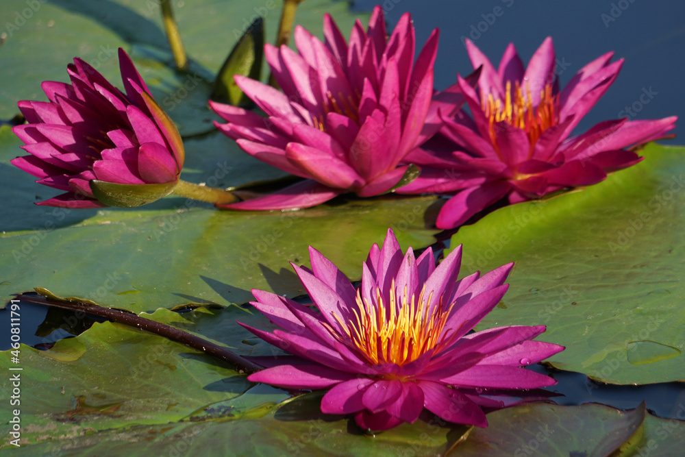 Detective Erika Waterlilies in Bloom Detective Erika Waterlilies in Bloom