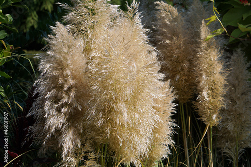Ivory Feather Dwarf Pampas Grass (Cortaderia selloana Pumila) photo