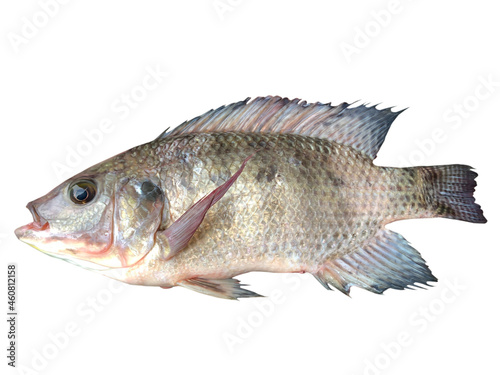 Tilapia fish isolated on white background with clipping path.