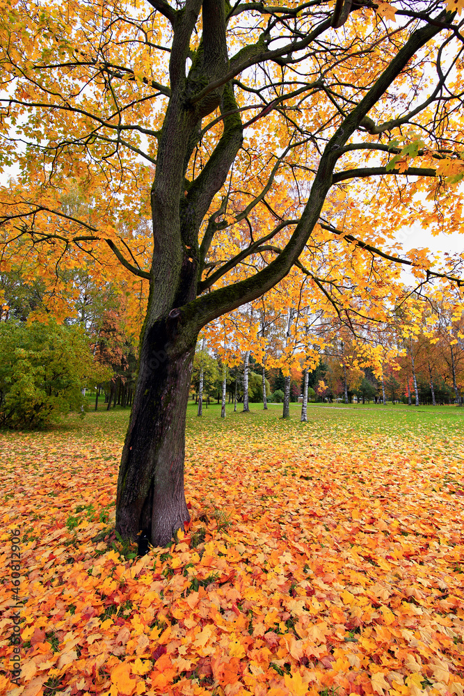 Autumn landscape with maple tree and yellow leaves in the park