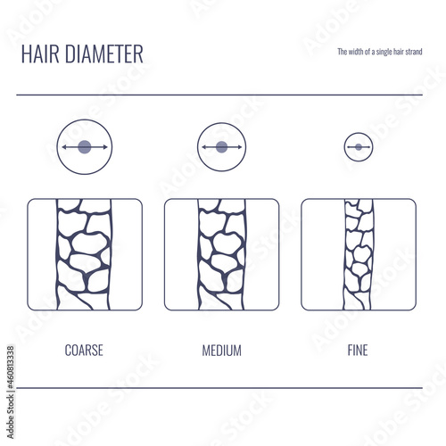Hair thickness types classification set. Fine, medium, coarse strand width. Anatomical structure linear scheme. Outline vector illustration.