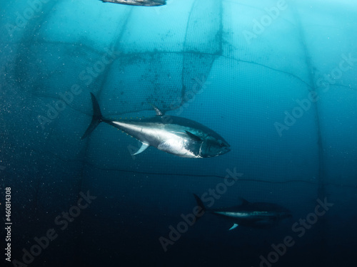 The bluefin tuna  common tuna or Atlantic bluefin tuna  is a species of tuna belonging to the Scombridae family. Those individuals that exceed 150 kilograms are known as giant bluefin tuna.