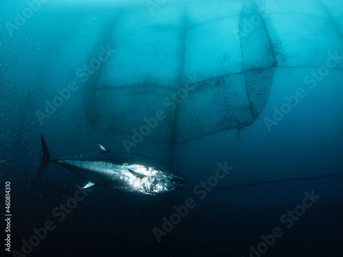 The bluefin tuna, common tuna or Atlantic bluefin tuna, is a species of tuna belonging to the Scombridae family. Those individuals that exceed 150 kilograms are known as giant bluefin tuna. photo