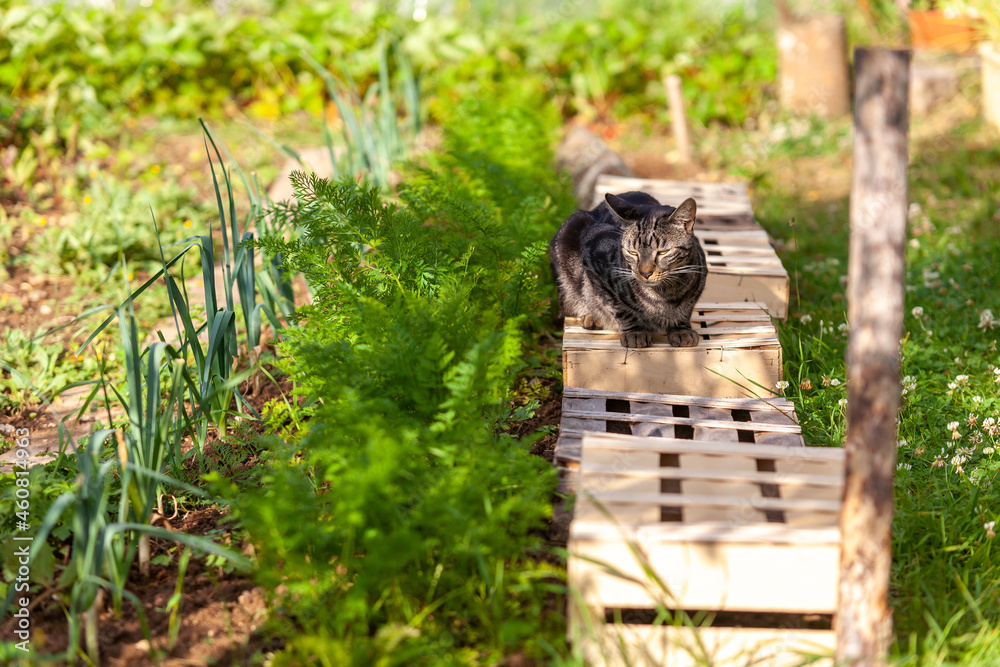 Obraz premium Au potager - chat surveillant les rangs de légumes (carottes, poireaux, semis) dans un potager naturel et familial