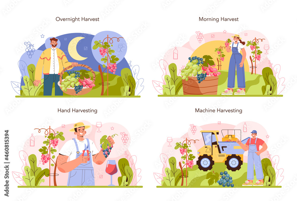 Naklejka premium Wine production concept set. Grape selection, cultivation and harvesting