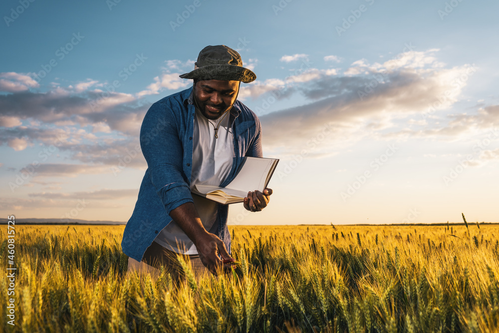 Farmer is standing in his growing wheat field. He is examining crops after successful sowing.