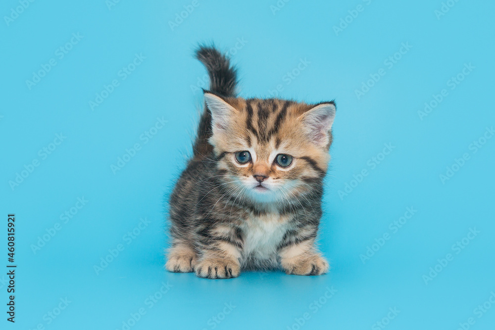 Small Scottish, striped, red kitten Small Scottish, striped, red kitten