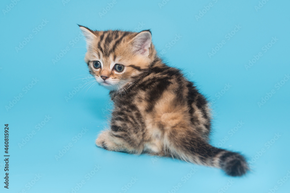 Small Scottish, striped kitten